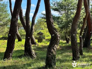 장풍숲