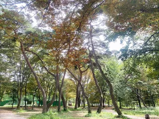 갈계숲