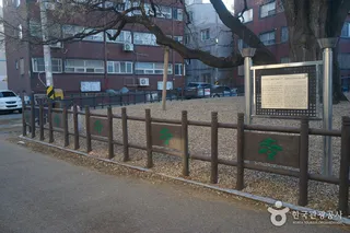 인천 신현동 회화나무