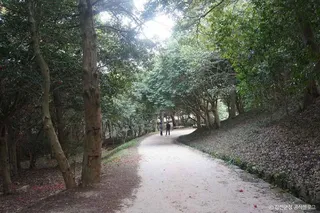 강진 백련사 동백나무 숲