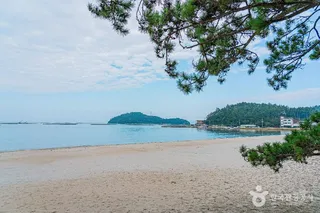 해남 송호리 해송림