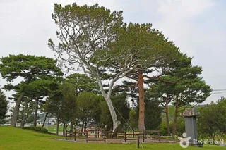 예산 용궁리 백송