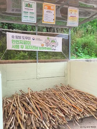 원대리 자작나무 숲 (속삭이는 자작나무 숲)
