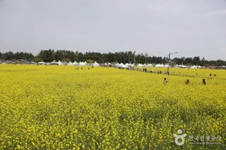 삼척 맹방유채꽃 마을