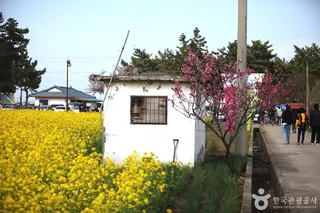 삼척 맹방유채꽃 마을