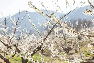 순천 향매실마을