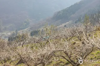 순천 향매실마을