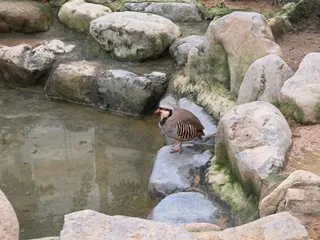 경주 버드파크
