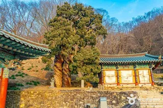 순천 송광사 천자암 쌍향수(곱향나무)