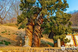 순천 송광사 천자암 쌍향수(곱향나무)
