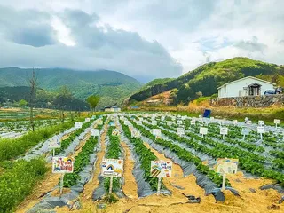삼거동 청사초롱 체험마을