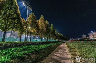보강천미루나무숲