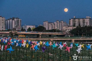보강천미루나무숲