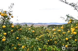 고흥 유자공원