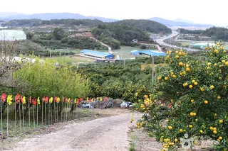 고흥 유자공원