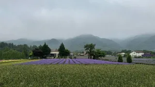 하늬라벤더팜