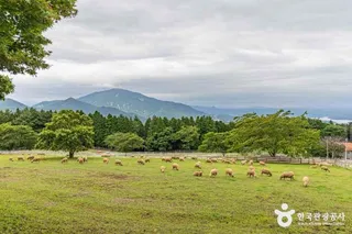 남해 상상양떼목장 편백숲
