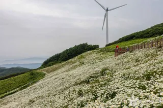 평창 육백마지기
