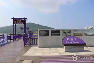 퍼플교