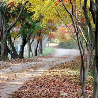 물무산 행복숲