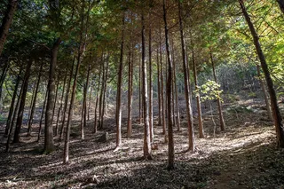물무산 행복숲