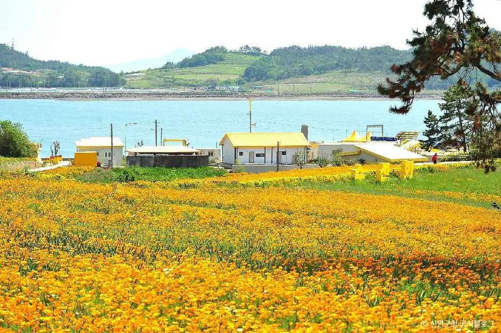 선도