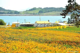 선도