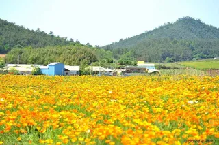 선도
