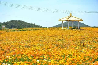 선도
