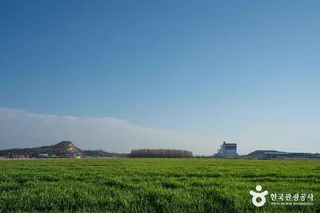 옥녀교차로 청보리밭