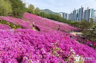 철쭉동산