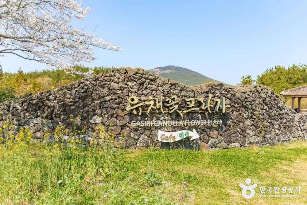 유채꽃프라자