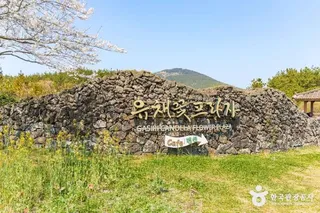 유채꽃프라자