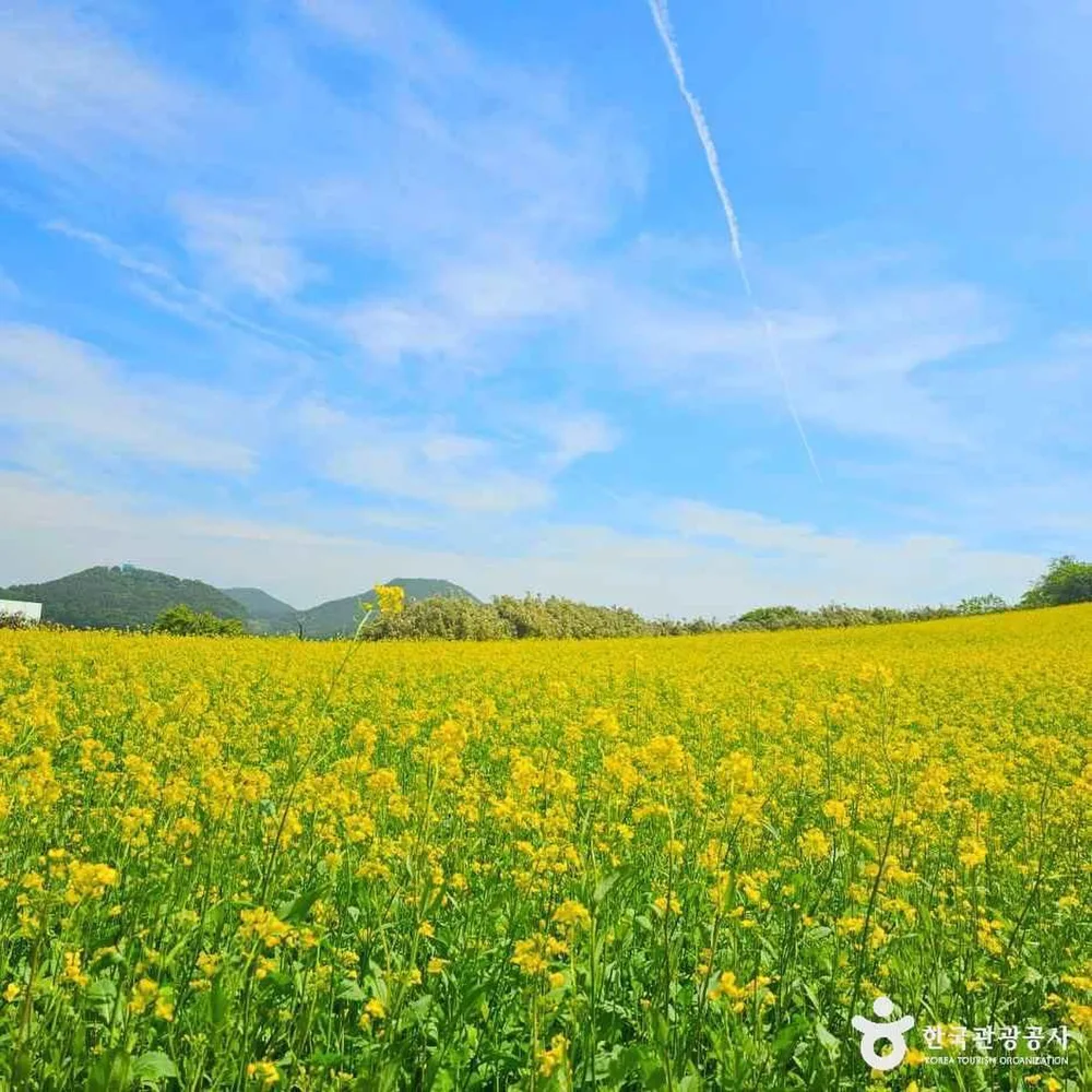 수성당 유채꽃