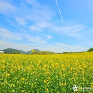 수성당 유채꽃