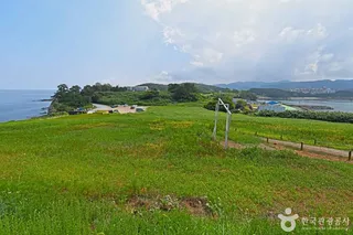 수성당 유채꽃