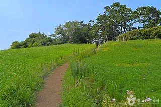 수성당 유채꽃