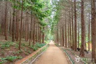 팔영산 편백 치유의 숲