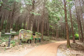 팔영산 편백 치유의 숲