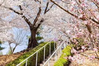 SK인천석유화학벚꽃동산