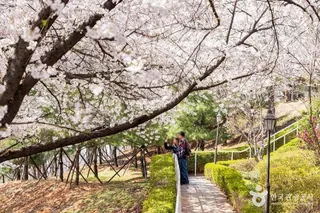 SK인천석유화학벚꽃동산