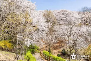 SK인천석유화학벚꽃동산