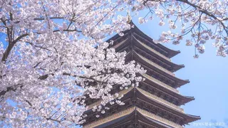 황룡원