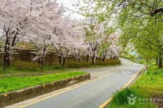 광주천 벚꽃길