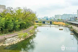 광주천 벚꽃길