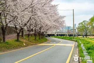 광주천 벚꽃길