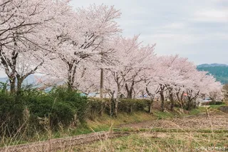 사평천