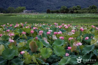 서오지리 연꽃단지