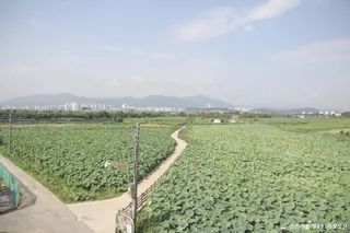 반야월연꽃단지