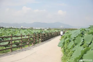 반야월연꽃단지